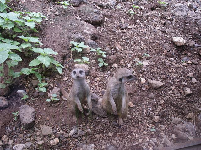 Meerkats! adorable and ever so courageously curious.