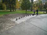 ...all the ducks in a row.